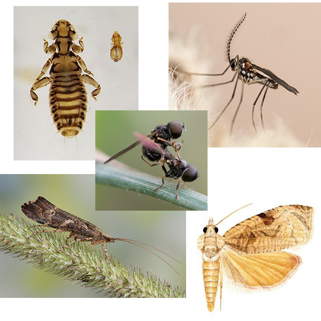Eksempler på noen av insektene vi arbeider med.