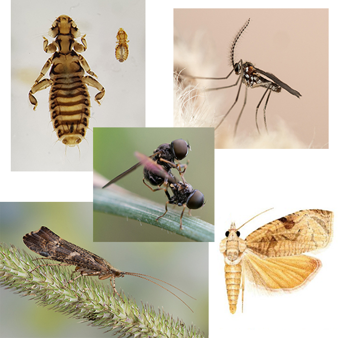 Collage med ulike insekter