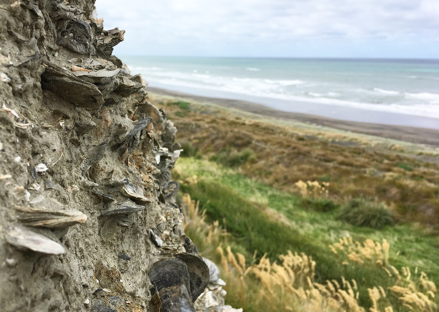 Fossil beds in New Zealand