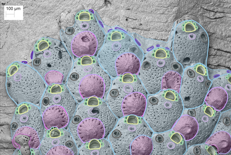 Image of bryozoans in analysis software